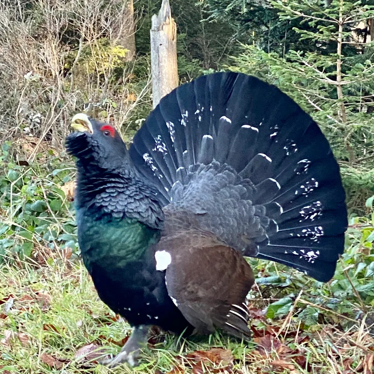 Wilder Auerhahn auf dem Hügelzug Höhronen. 