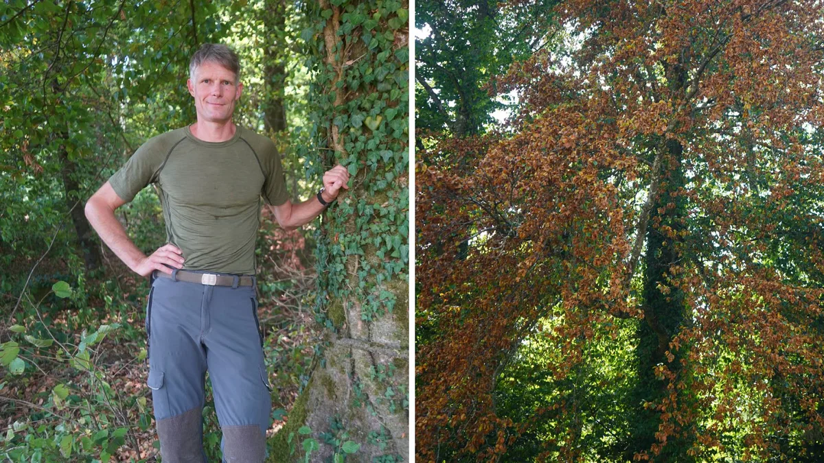 Revierförster Stefan Burch kennt den Wald und weiss, welche Bäume besonders leiden. 