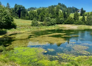 27693569-10 Der Bachtelweiher im Spätsommer 2025 - der Weiher ist versumpft.