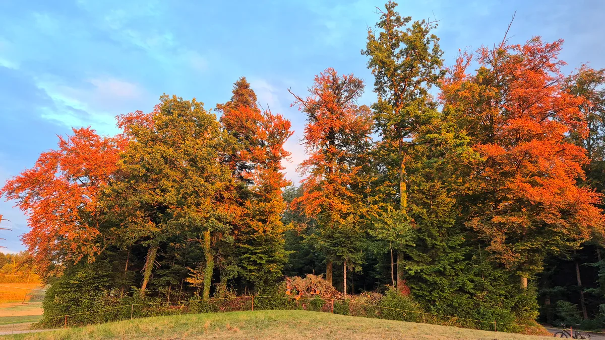 Sieht schön aus, ist aber ernst: Bäume, die durch Hitze gestresst sind, in der Abendsonne. Bäume im August, buntes Blätterdach