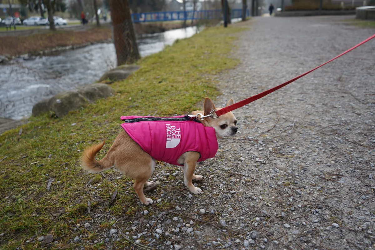 Milo (im pinken Mantel) und Lopita sind die beiden Chihuahua von Mary aus Dübendorf.