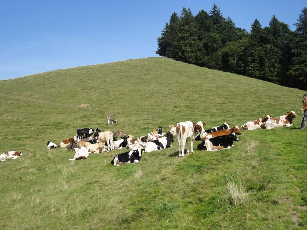 Rinder hat es auf der Poo-Alp im Sommer viele, doch Berge gibt es dort oben keine. Rinder auf der Poo-Alp ob Wald.