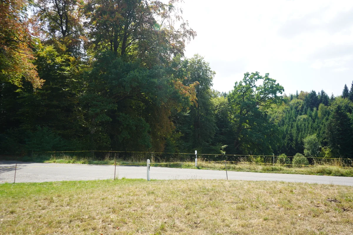 Wald in Wetzikon bei Medikon während des Hitzesommers 2026. Förster Stefan Burch erklärt, wie es dem Wald geht.