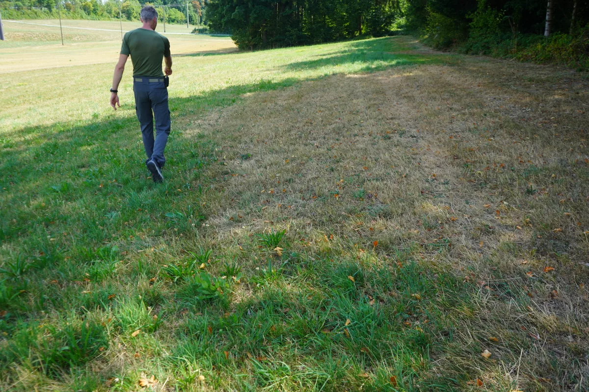 Grasfläche am Waldrand. 