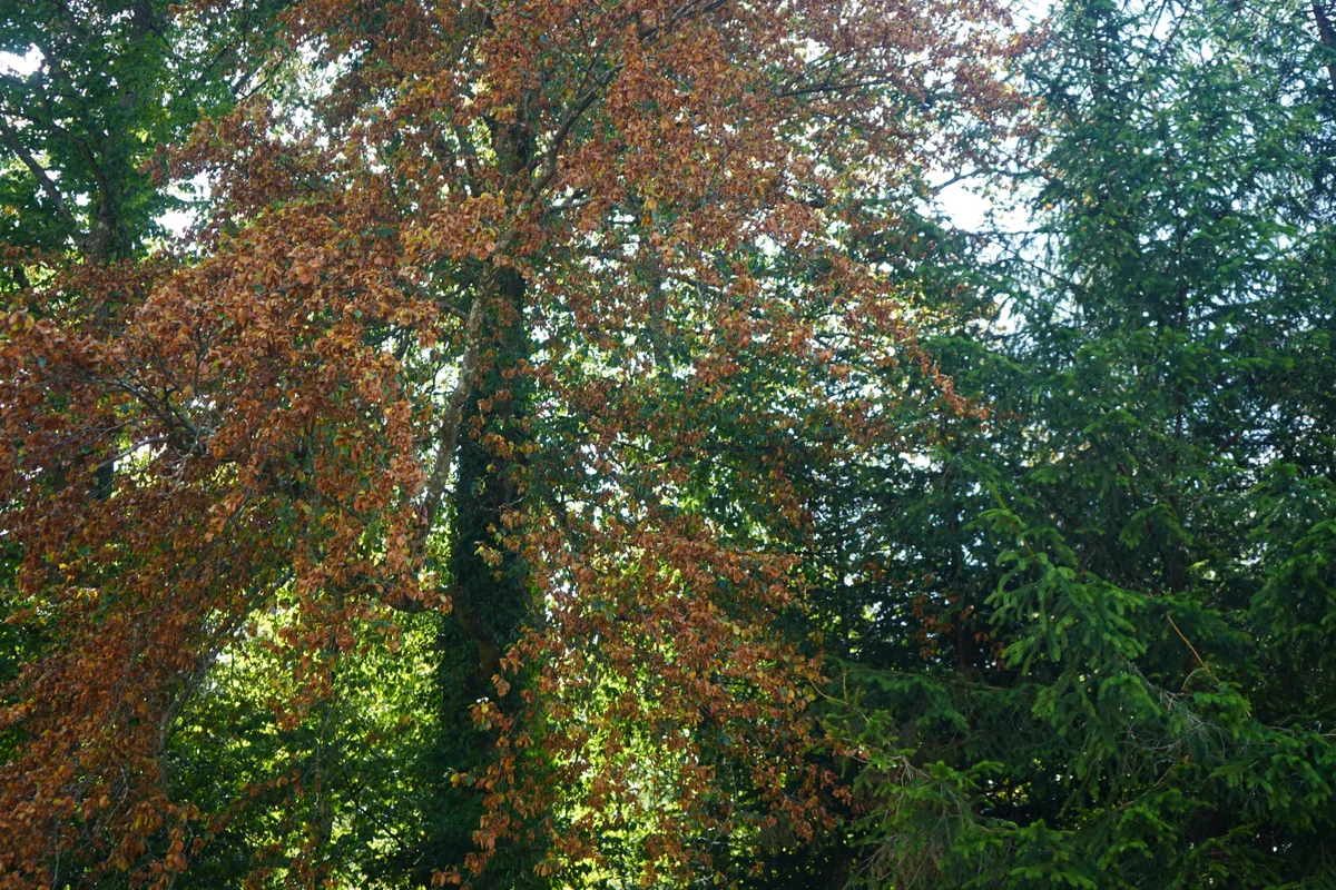 Wald in Wetzikon Medikon während des Hitzesommers 2026. Förster Stefan Burch erklärt, wie es dem Wald geht.