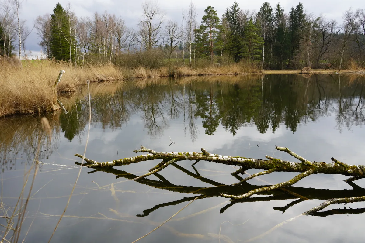 Die Amphibienwanderung findet jedes Jahr im Frühling statt. Auch im Oberland gibt es wichtige Laichplätze.