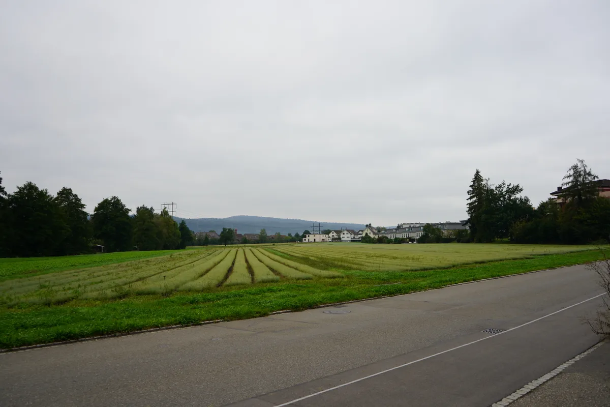Eine Wiese