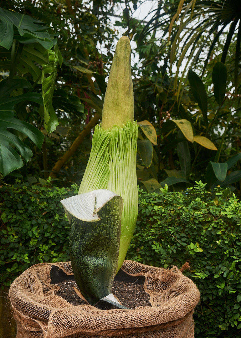 Weltgrösste Stinkblume blüht bald Züriost