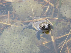 23469445-3 Die Amphibienwanderung findet jedes Jahr im Frühjahr statt.