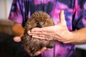 23180435-1 Der Igel ist eines der ältesten Wildtiere überhaupt. Doch manchmal braucht er auch Hilfe von Menschen.