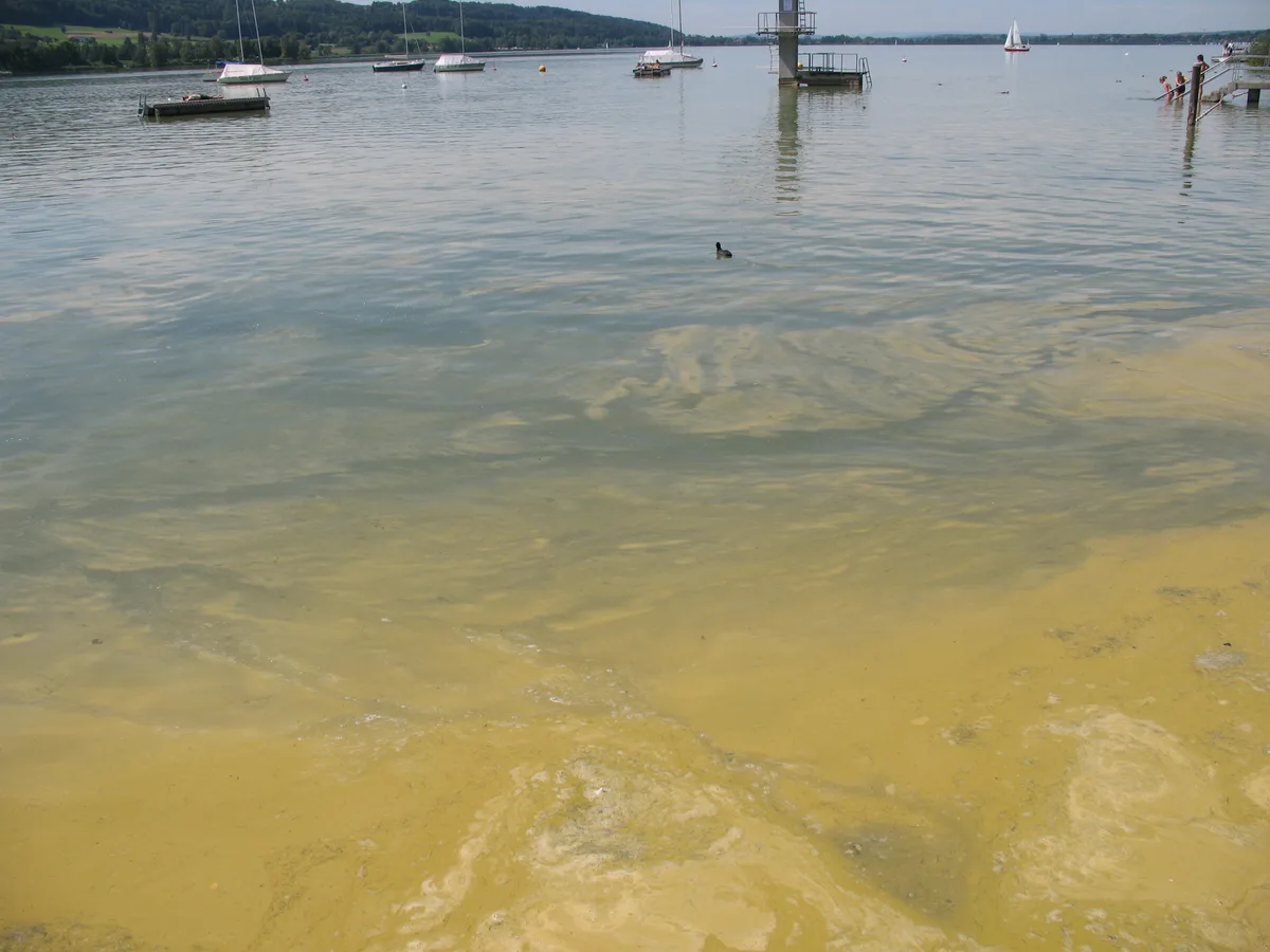 Ein schmieriger Film mit Blaualgen im Greifensee 2011.