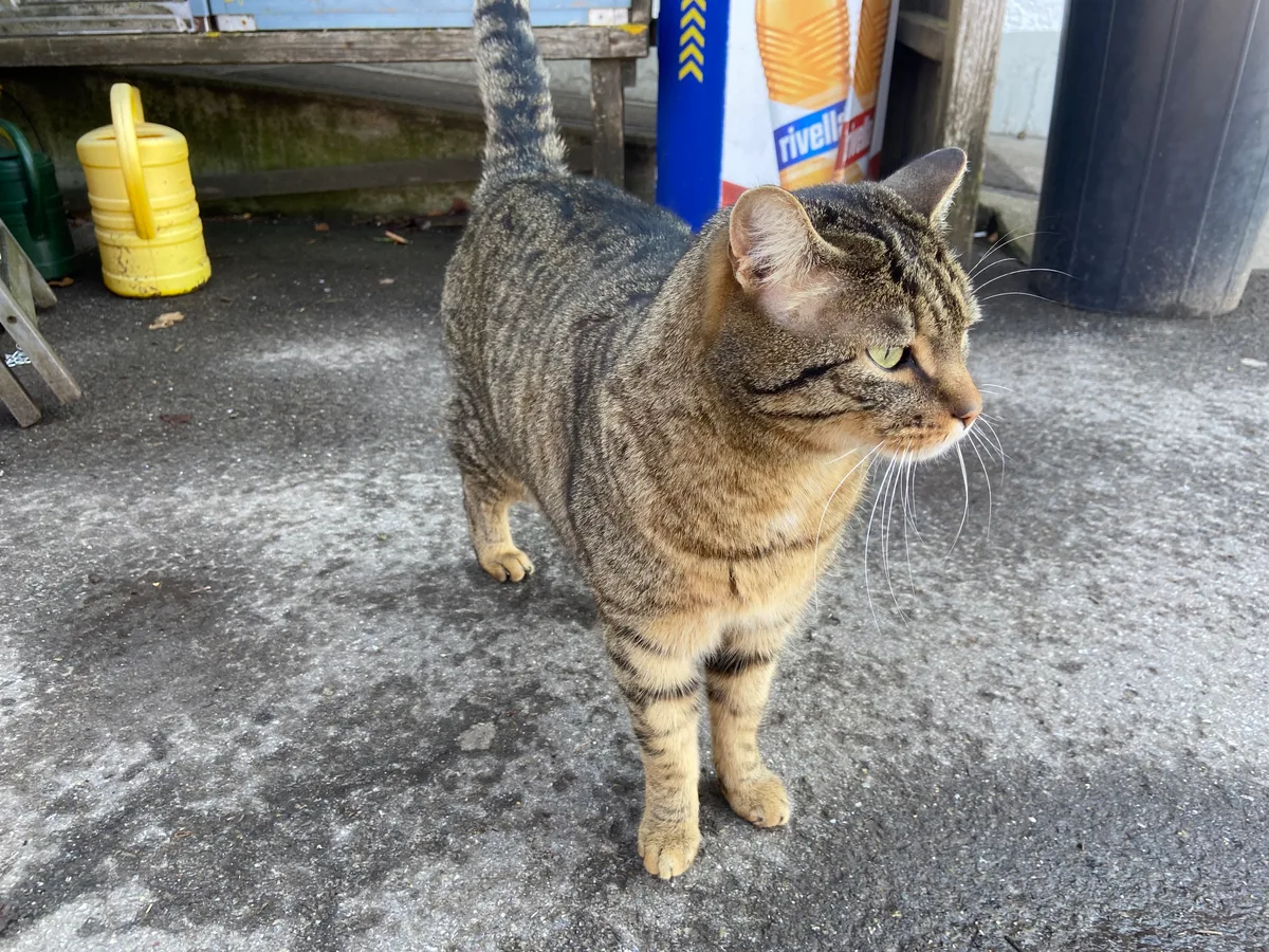 Wie geht es wohl der Katze? Menschliche Zuneigung wird sie beim Ausflugsort künftig wahrscheinlich nicht mehr so viel wie zuvor erhalten. Eine Katze.