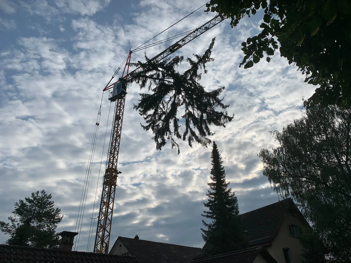 Ein Kran hebt einen Baum in die Luft.