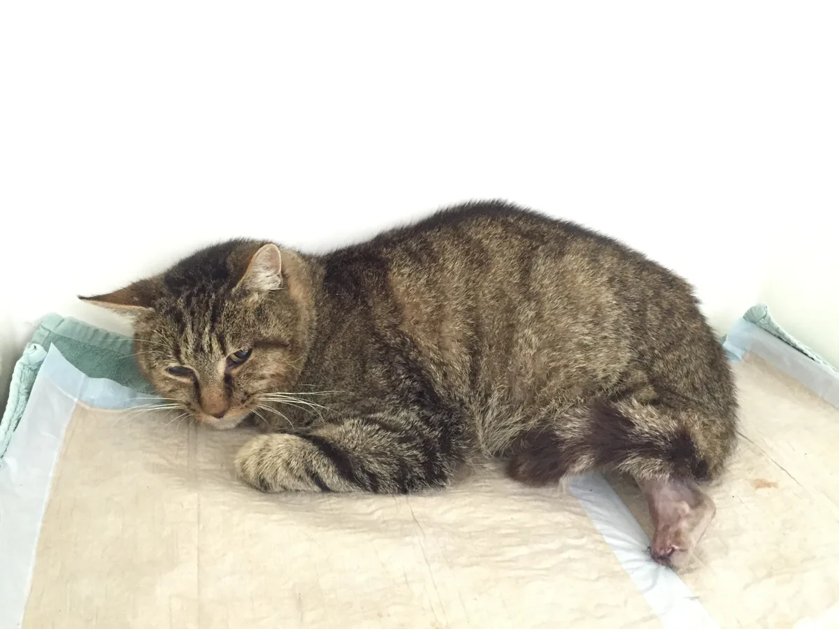 Katze mit verletzten Hinterpfoten liegt müde auf einem Tuch.
