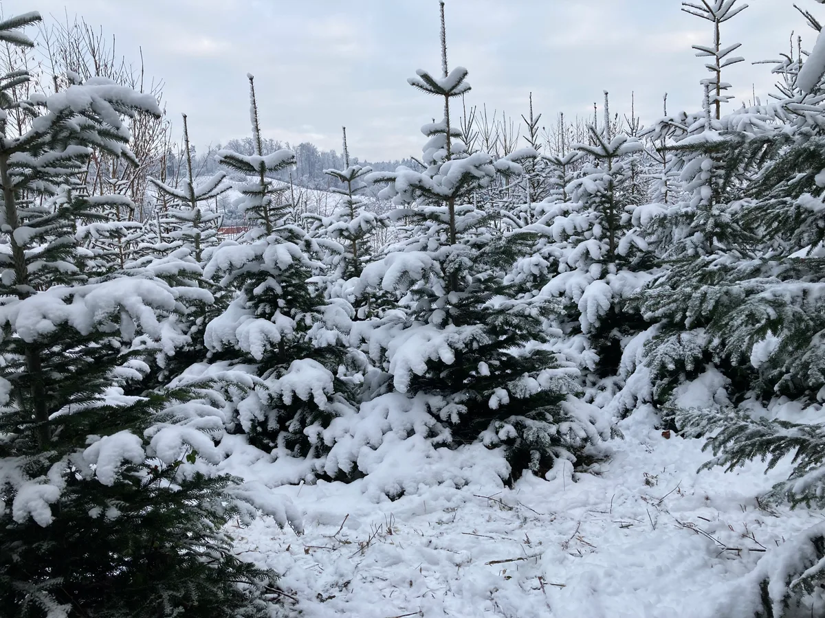 Alle Jahre findet der Christbaumverkauf im Oetenbüel statt. Die Holzkorperation Hegnau führt den jährlichen Verkauf durch. Keine Ahnung wer der Mann auf dem Hochformatbild ist.