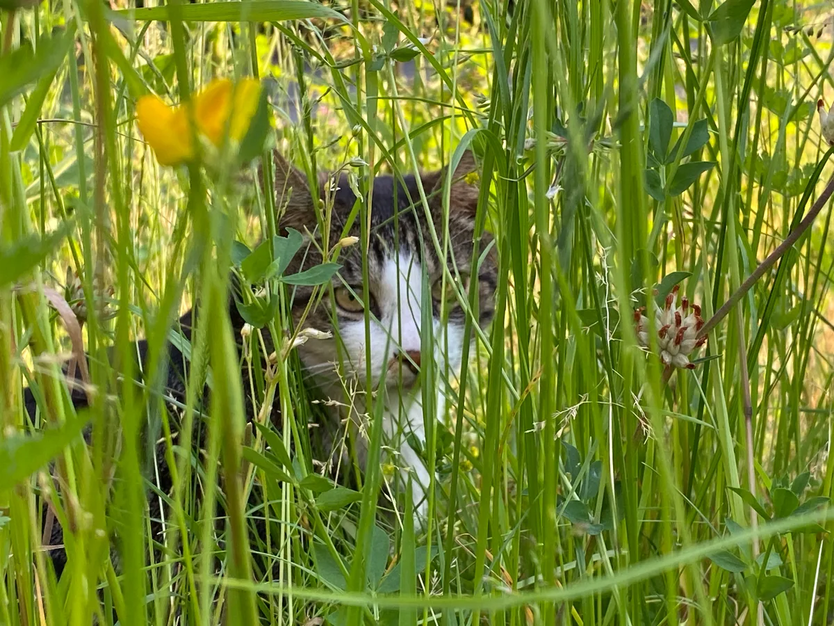 Katze, die sich im Gras versteckt.