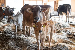 29513651-13 Tierfreundliche Mutter-Kalb-Haltung in Gommiswald: Aus dieser Milch stellt die Egger Firma Gelatissimo ihr Glace her.
