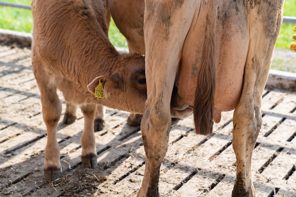 Ein Kalb säugt Milch vom Euter seiner Mutter.