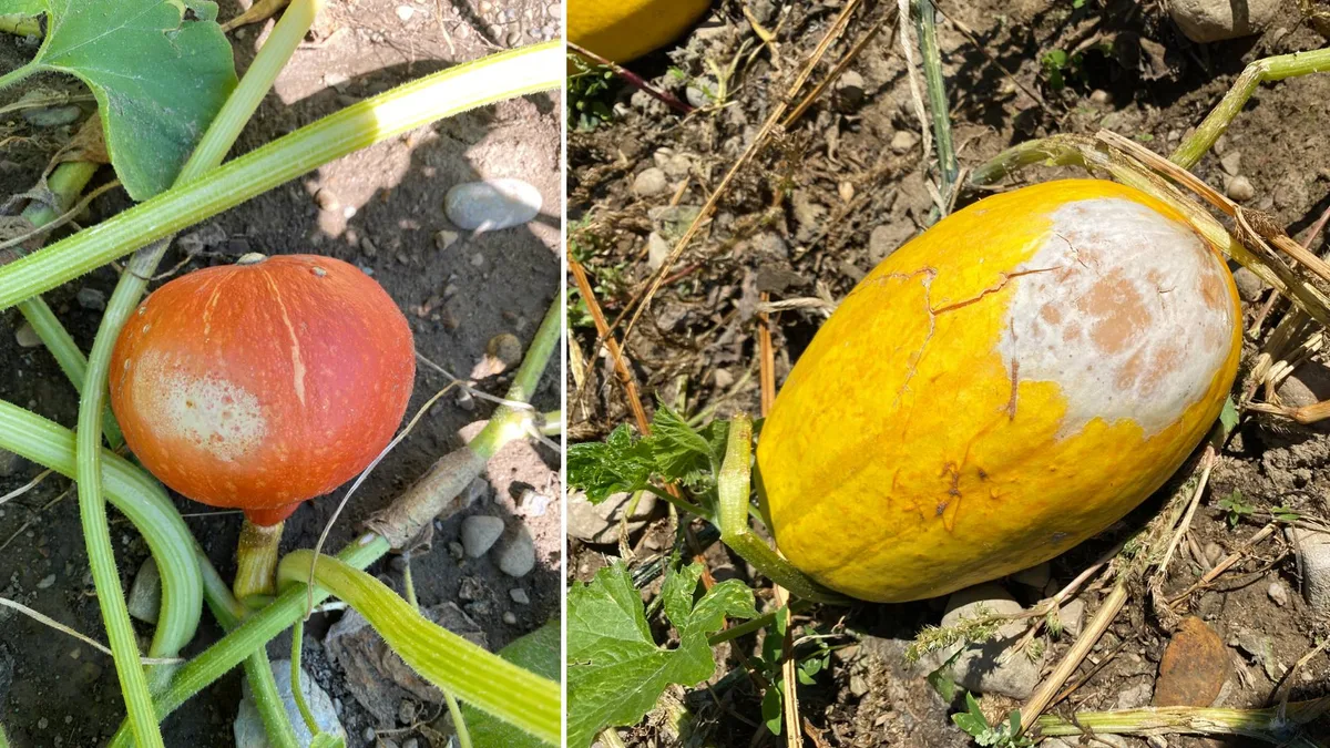 So sehen Kürbisse aus, die einen «Sonnenbrand» haben. 
