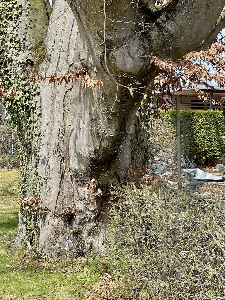 Der Stamm der Rotbuche hat einen Durchmesser von 1,4 Metern erreicht. Ein Baumstamm in einem Garten bei schönem Wetter.