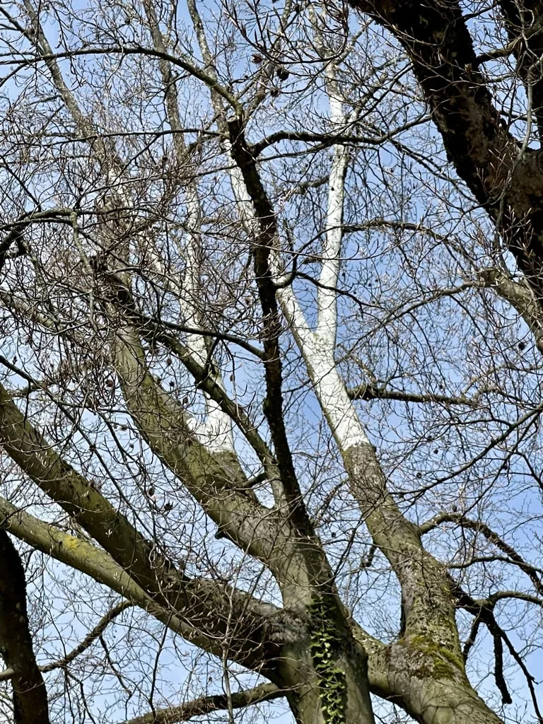 Einzelne Äste in der Baumkrone der Rotbuche sind zum Schutz vor der Sonneneinstrahlung weiss bestrichen. Die Verästelungsstruktur eines grossen Baums mit einzelnen weissen Ästen.