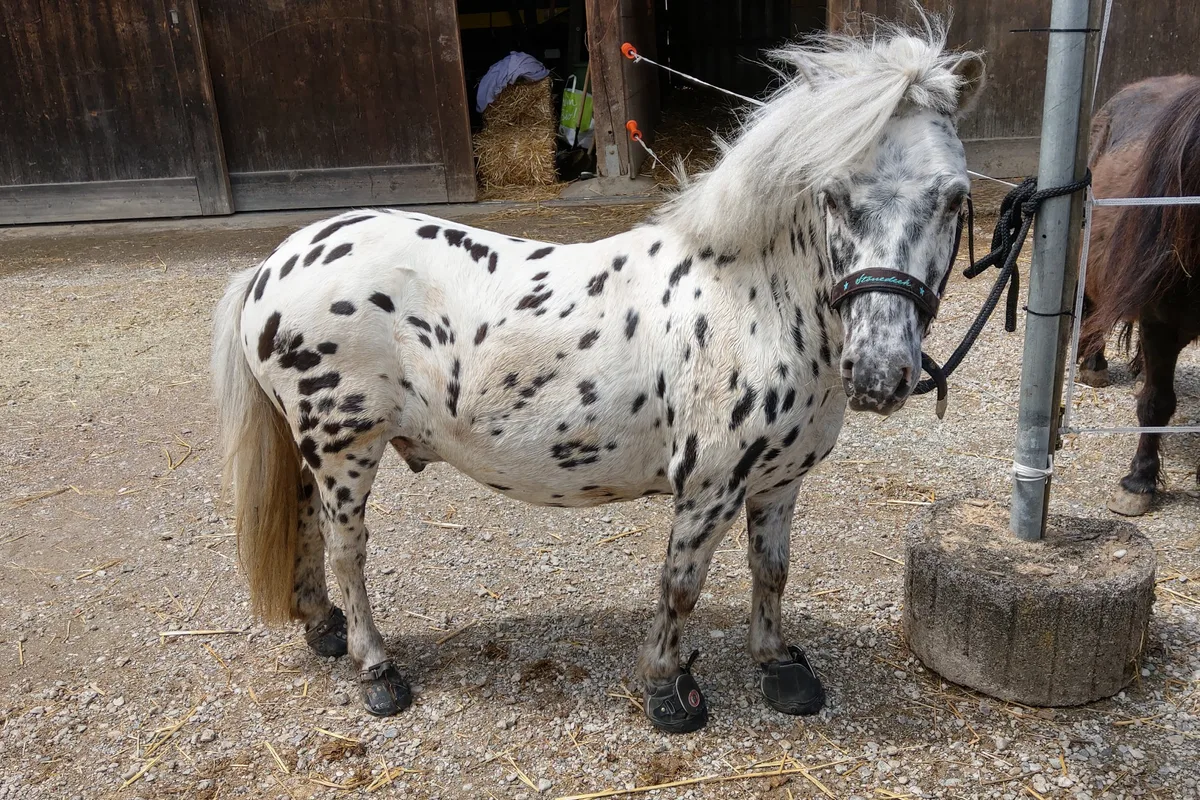 Pony Prinz kann man buchen für einen Werbedreh