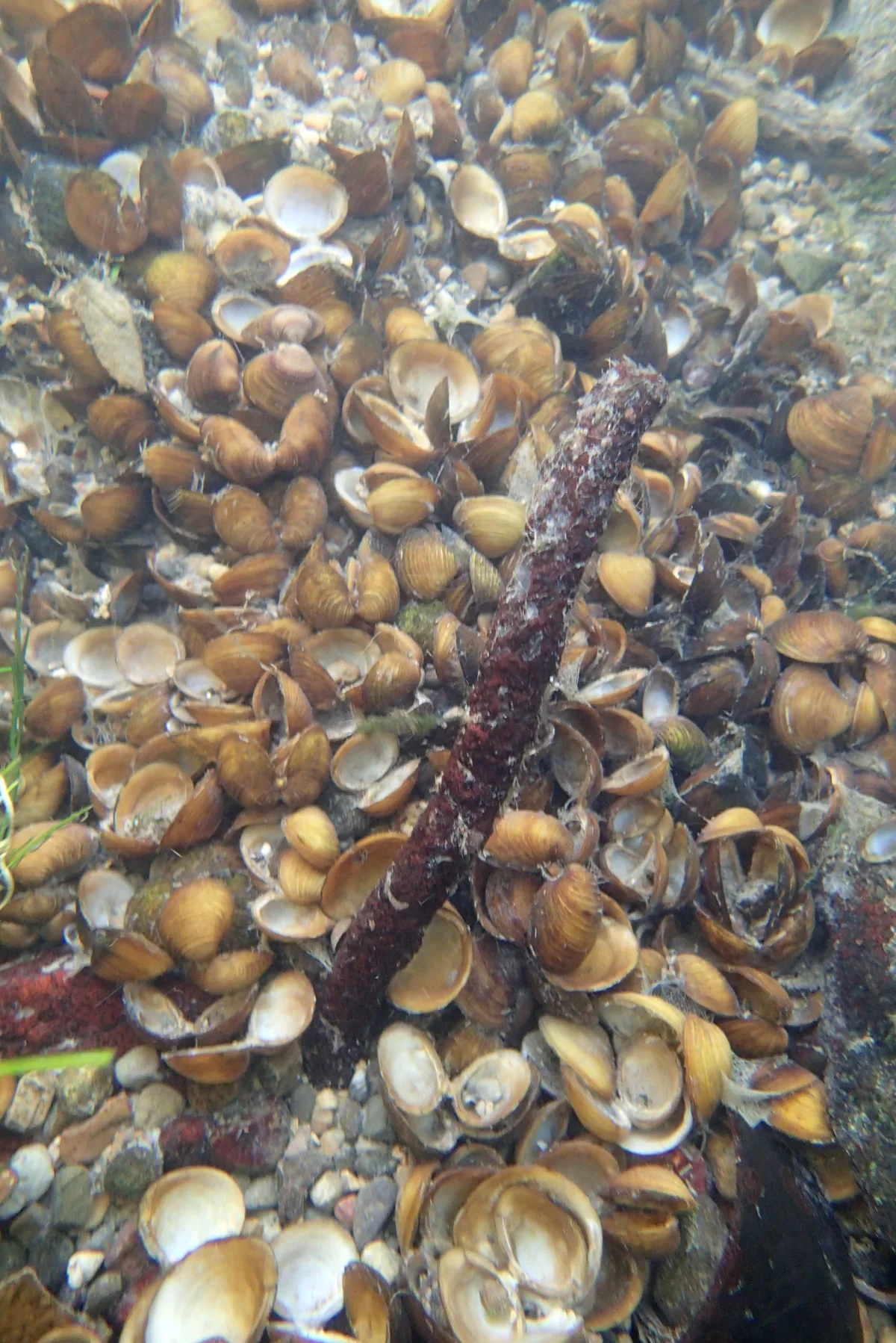 Man sieht Körbchenmuscheln am Seegrund.