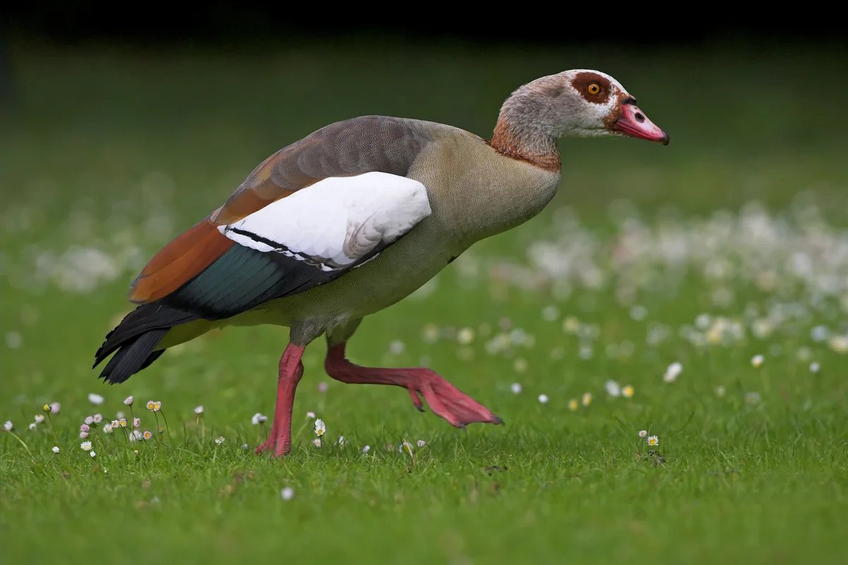 Die Nilgans kann während der Brutzeit sehr aggressiv gegenüber anderen Vögeln sein. Man sieht die Nilgans.