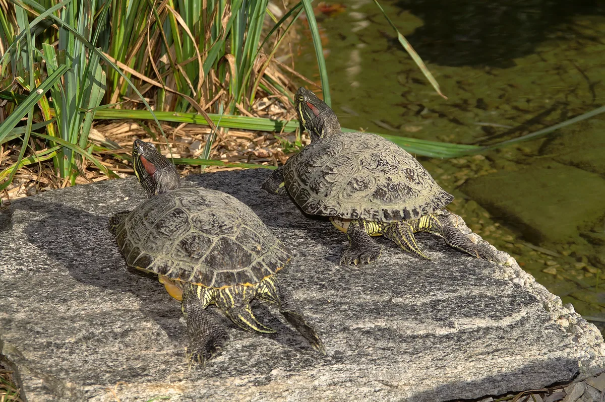 Die Rotwangen-Schmuckschildkröte verdrängt die einheimische Sumpfschildkröte. Man sieht zwei Rotwangenschmuckschildkröten.