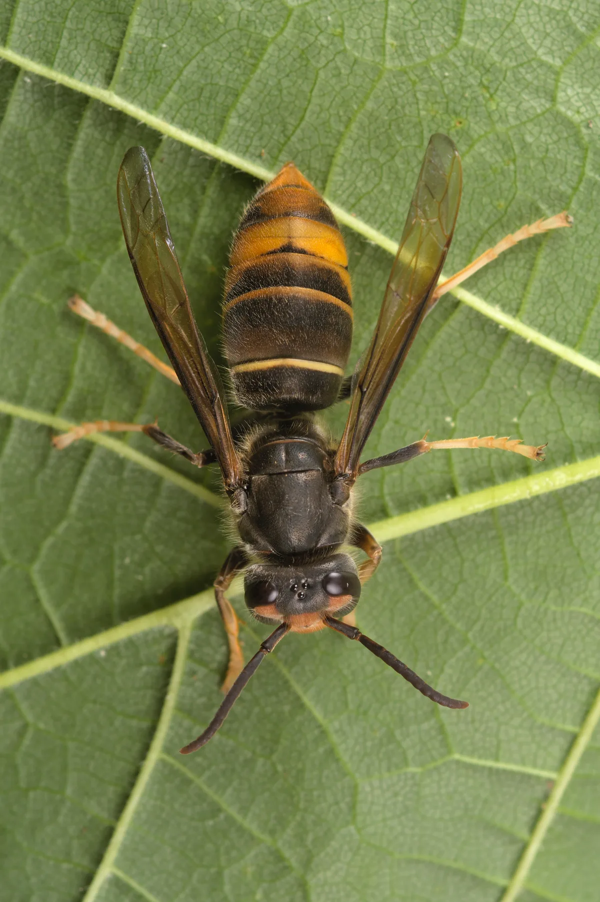 Bedroht nicht nur heimische Bienen: Die Asiatische Hornisse kann auch der Landwirtschaft schaden. Man sieht eine Asiatische Hornisse auf einem Blatt.