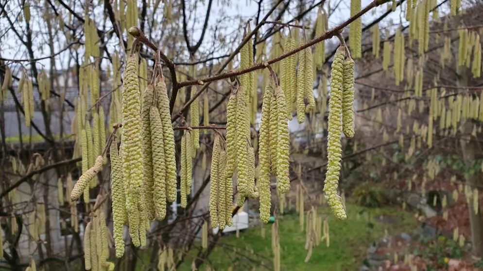 Der Hasel blüht bereits und ärgert Allergikerinnen und Allergiker. Hasel blüht an einem Strauch.