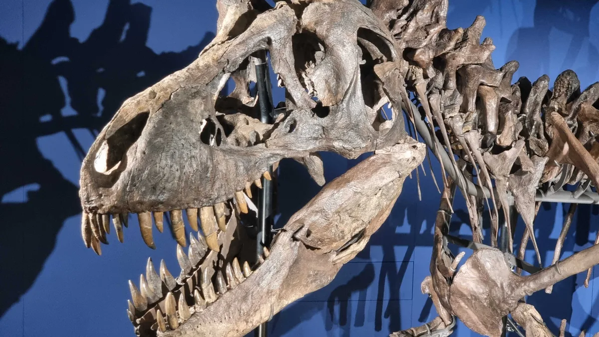 Saurierschädel im Sauriermuseum in Aathal.