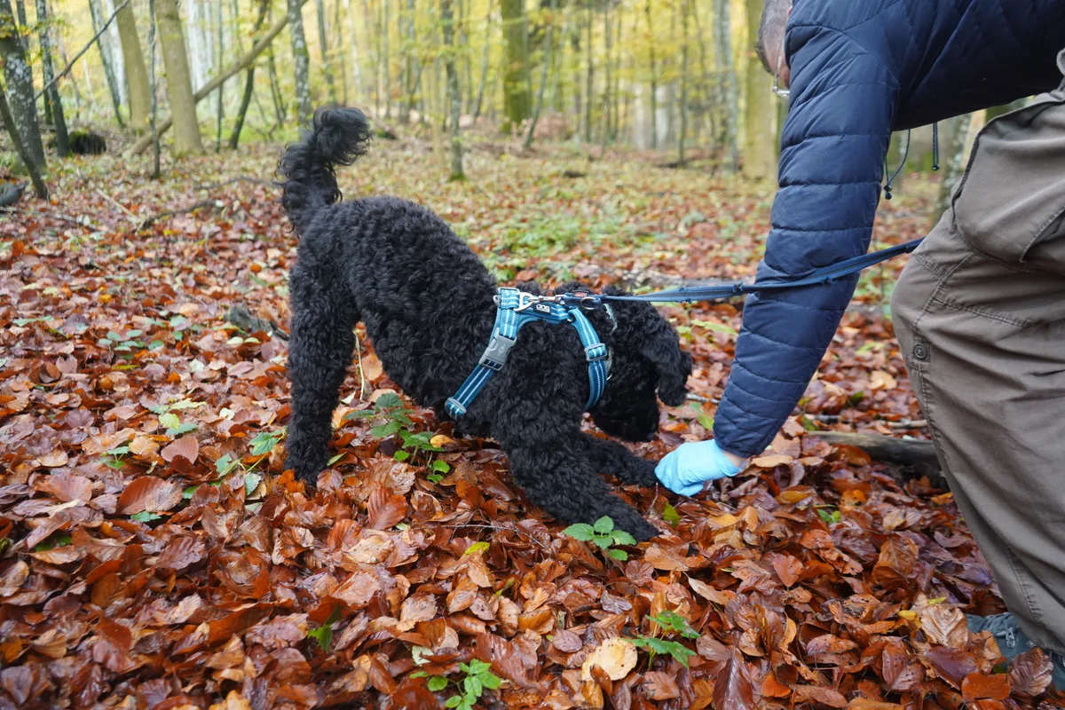 Franziska Rettenhaber bietet einen Trüffelhundekurs an.