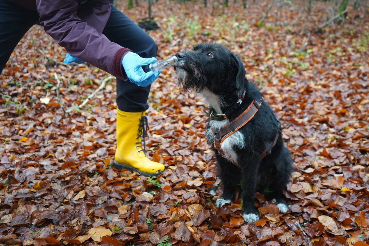 Franziska Rettenhaber bietet einen Trüffelhundekurs an.