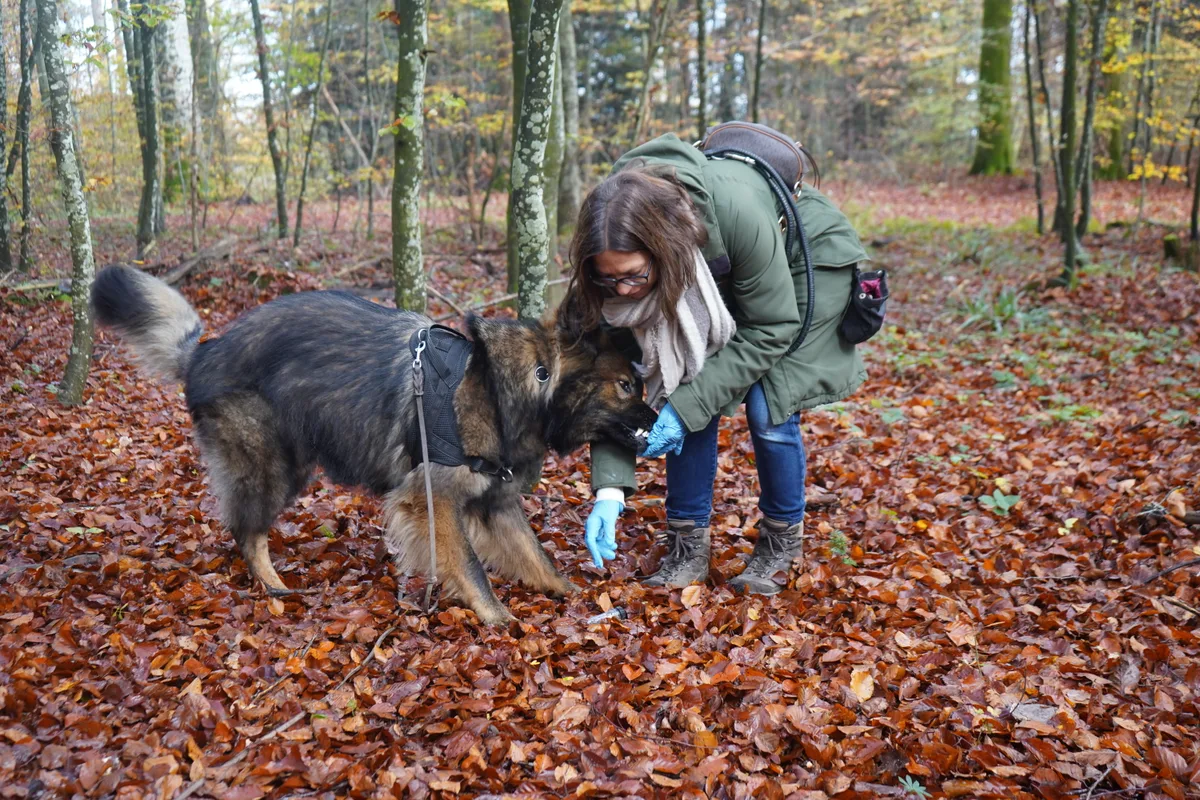 Franziska Rettenhaber bietet einen Trüffelhundekurs an.