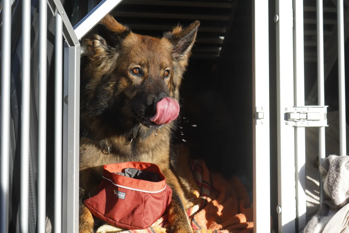 Franziska Rettenhaber bietet einen Trüffelhundekurs an.