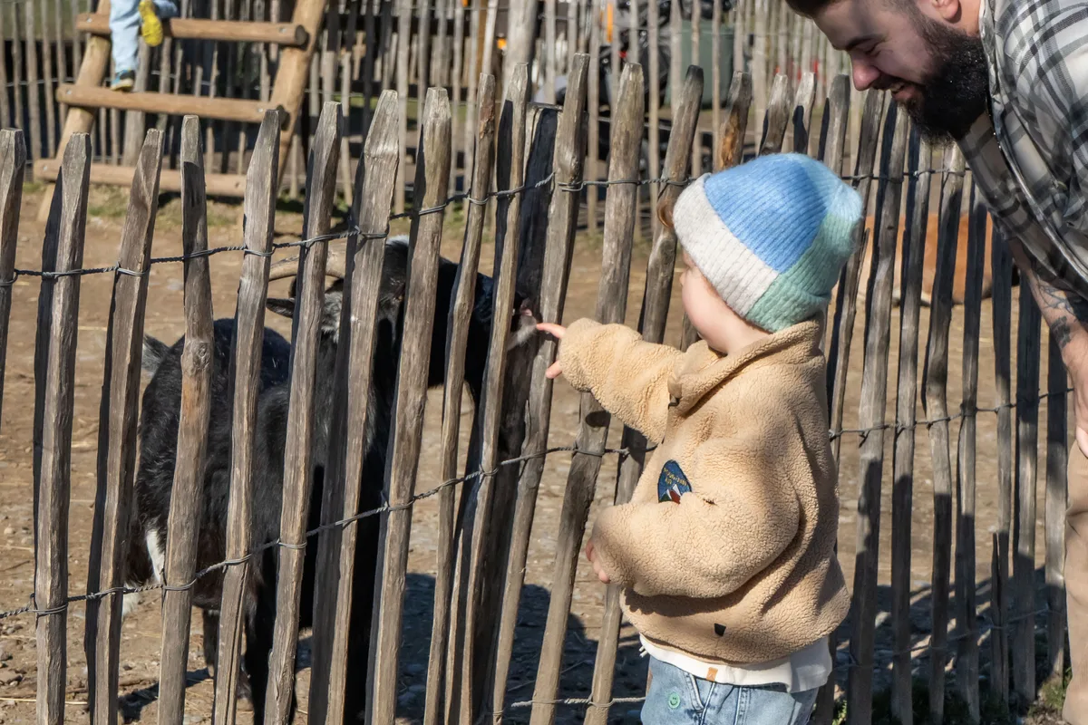 Vater und Sohn geben den Geissen auf dem Juckerhof ausgiebige Streicheleinheiten. Vater und Sohn aus Bülach in der Juckerfarm beim Geissenstreicheln.