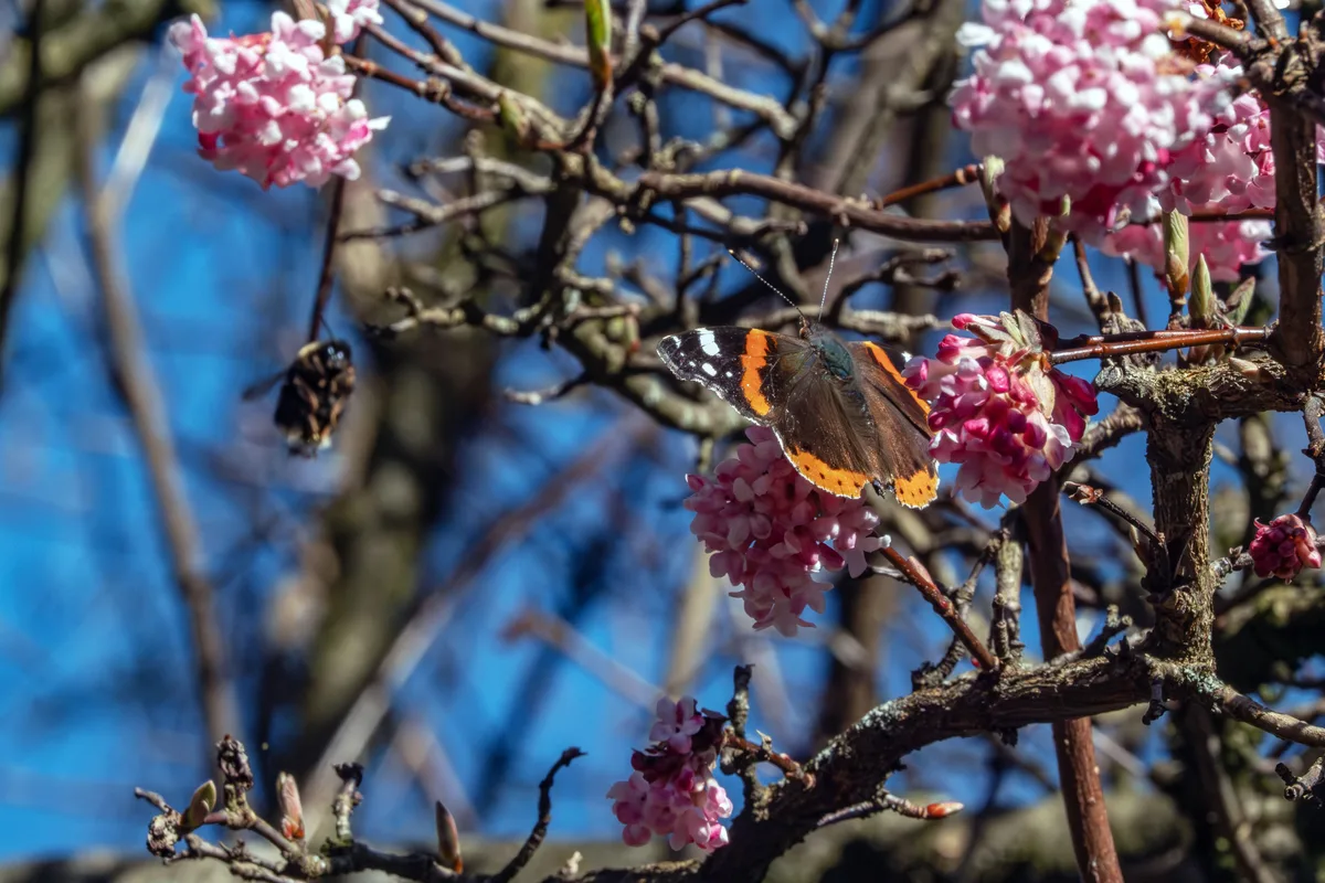 Der Schmetterling empfängt den Brummel mit offenen Flügeln.