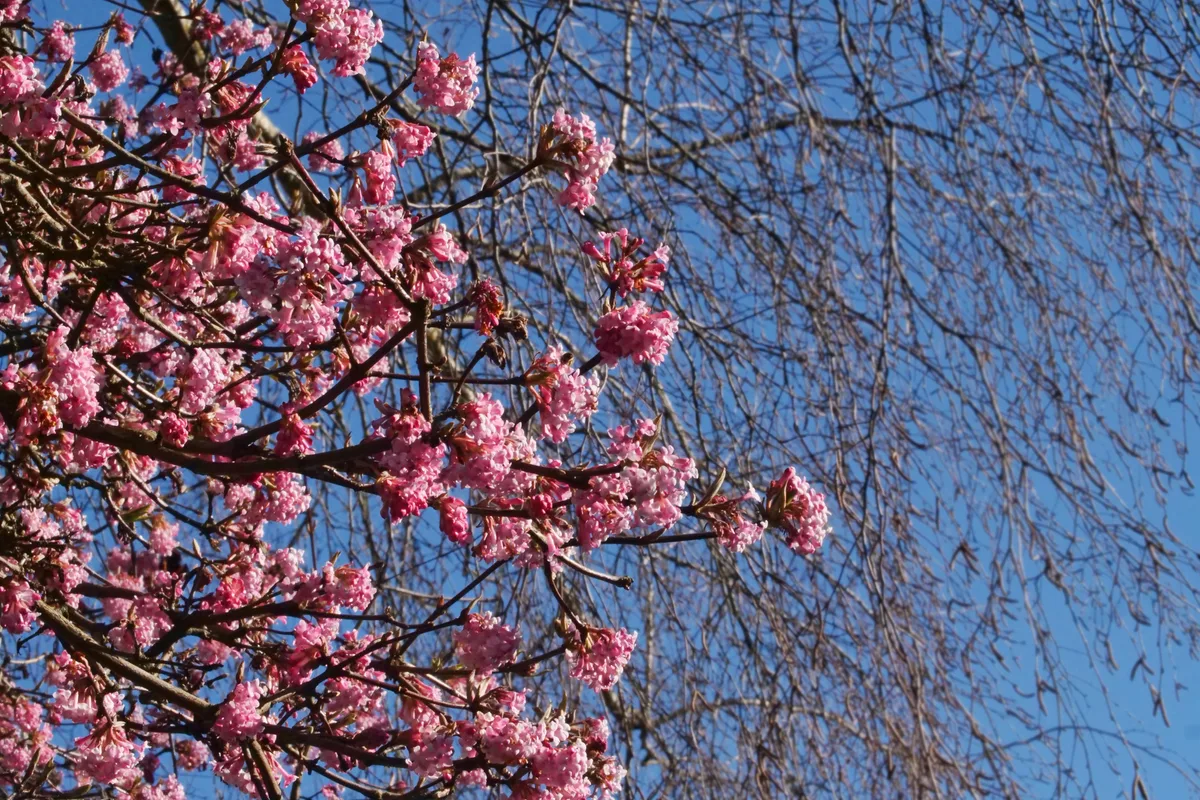 Pinke Blüten verleihen der Welt nach den grauen Wintermonaten wieder ein bisschen mehr Farbe. An der Dorfstrasse in Seegräben findet man den frühen Frühling schon im Februar.