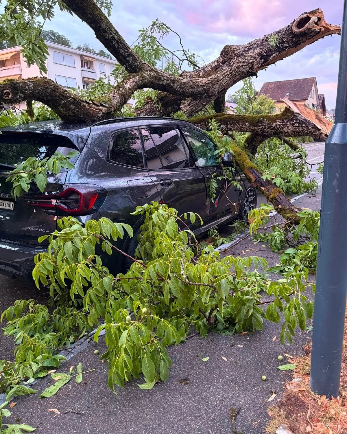 Das Gewitter in Zell sorgte für abgefallene Äste und umgestürzte Bäume. Man sieht Bäume, die umgefallen sind.