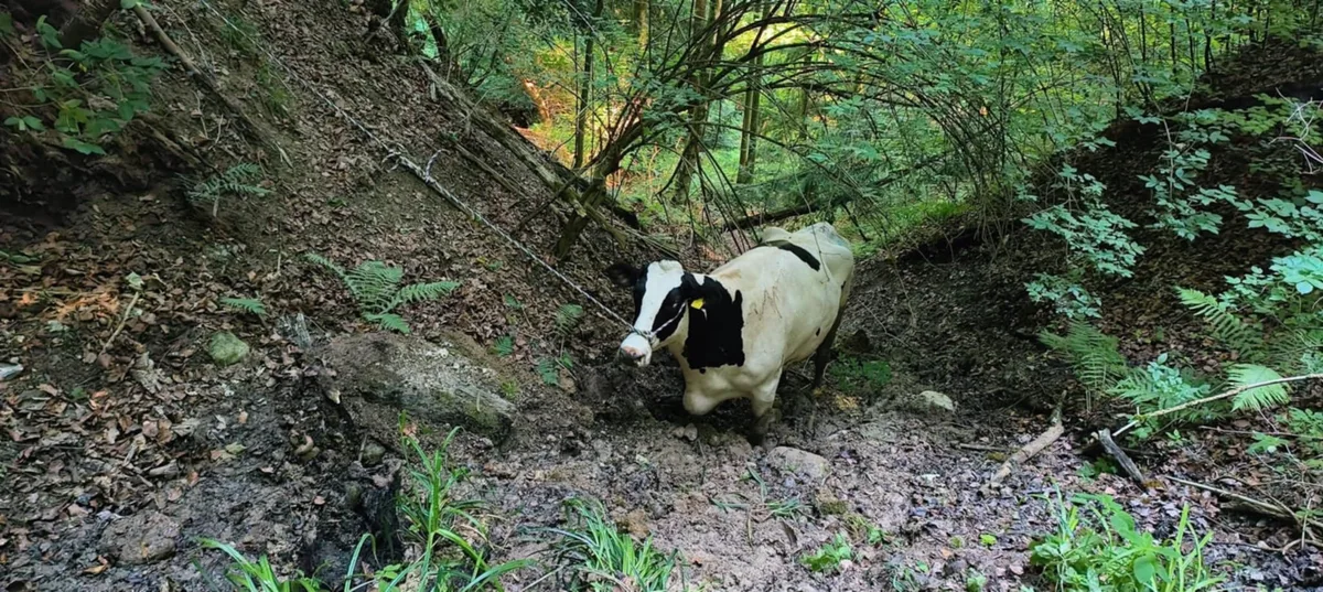 Die Kuh steht in einem Wald.