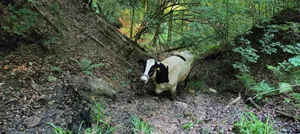 Obwohl sie bis zu den Knien im Schlamm feststeckt, bleibt die Ausreisserin erstaunlich ruhig. Obwohl sie bis zu den Knien im Schlamm feststeckt, bleibt die Ausreisserin erstaunlich ruhig.