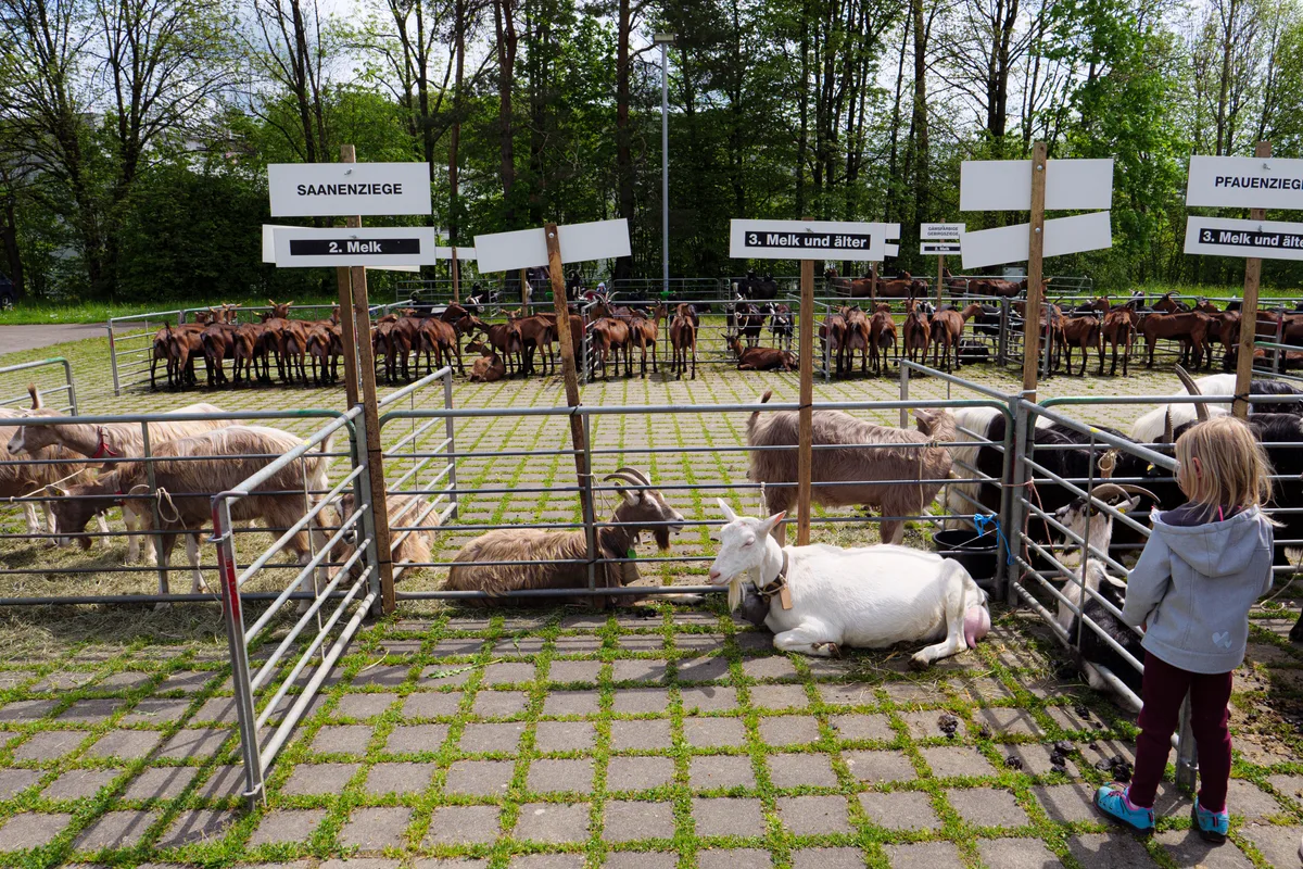 Ein Kind betrachtet eine Saanenziege an der Zuchtschau in Fehraltorf.