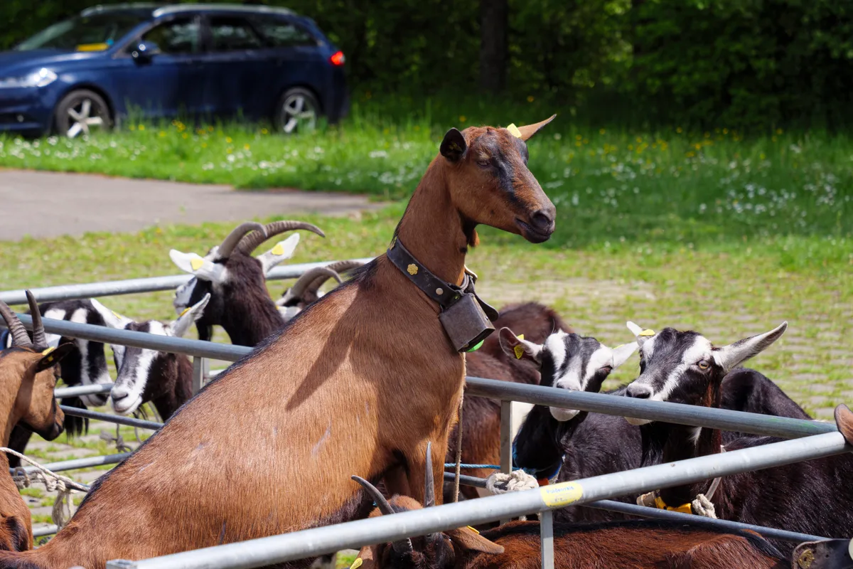 Eine Ziege steht auf einem Geländer.
