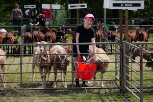 Ziegenschau Fehraltorf Ziegenschau Fehraltorf