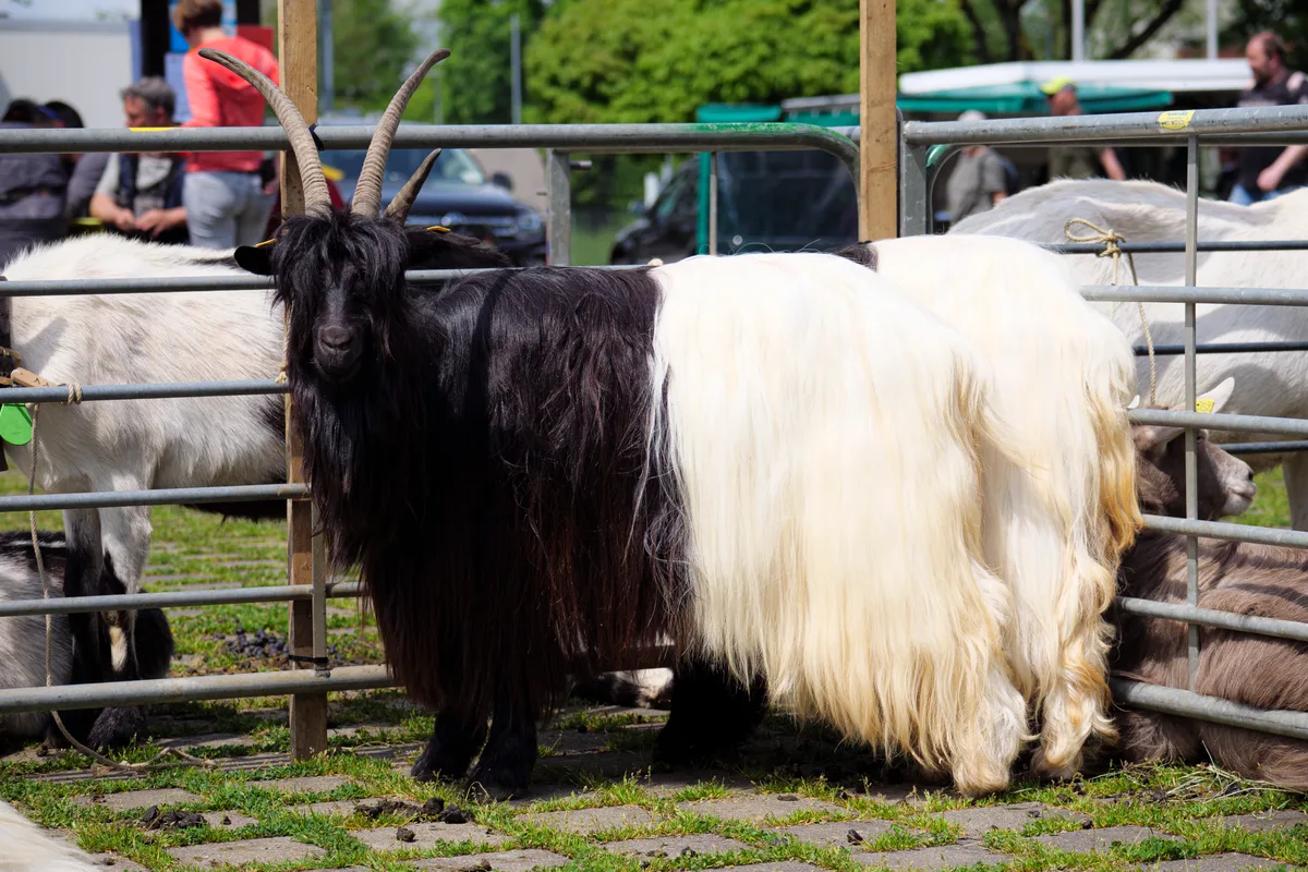 Eine Walliser Schwarzhalsziege im Profil.