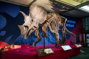 Triceratops Willard ist der grösste je gefundene Triceratops. Seit dem 11. April ist er im Sauriermuseum Aathal ausgestellt. Triceratops Willard ist der grösste je gefundene Triceratops. Seit dem 11. April ist er im Sauriermuseum Aathal ausgestellt.