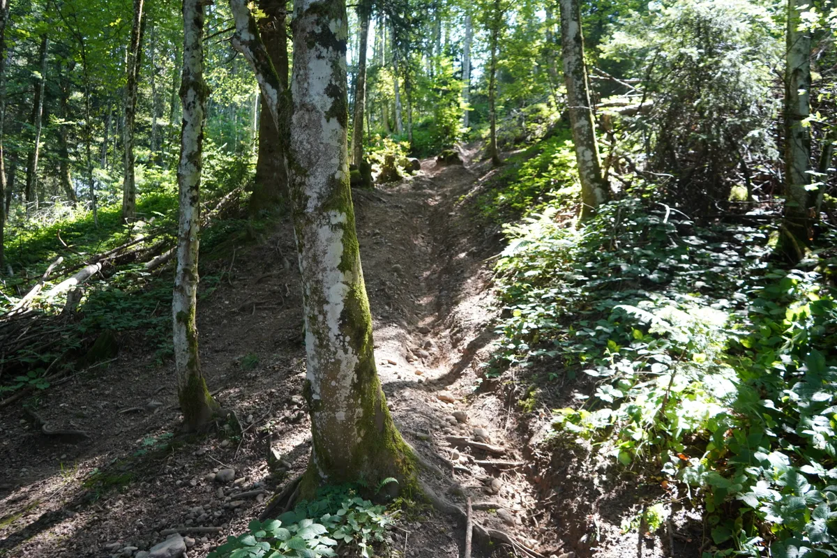 Ein ausgefahrener Pfad in einem Waldstück.