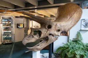 10786304-3 Immer ein Besuch wert: Das Sauriermuseum im Aatal.