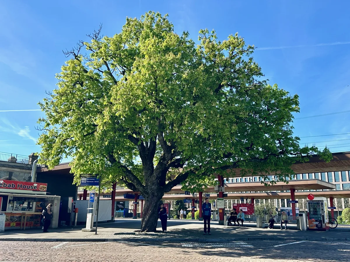 Bäume Stadtentwicklung Wetzikon